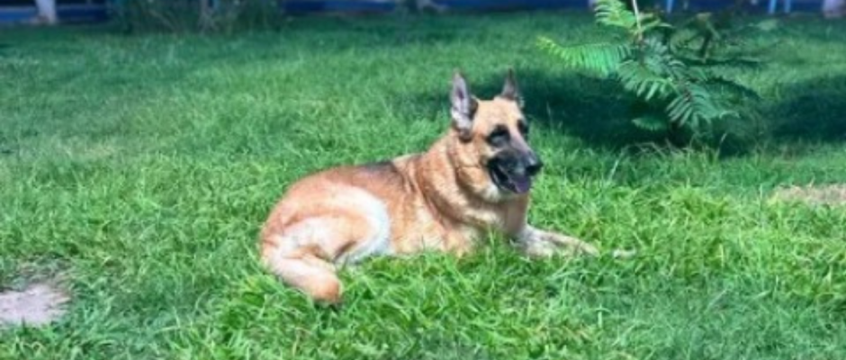 Baloo recuperado en Purísima