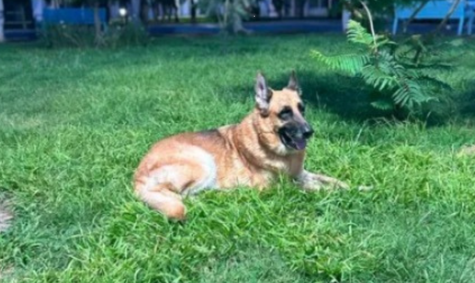 Baloo recuperado en Purísima