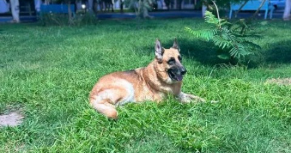 Seguridad Pública recupera a Baloo tras escapar por miedo a la pirotecnia en Purísima