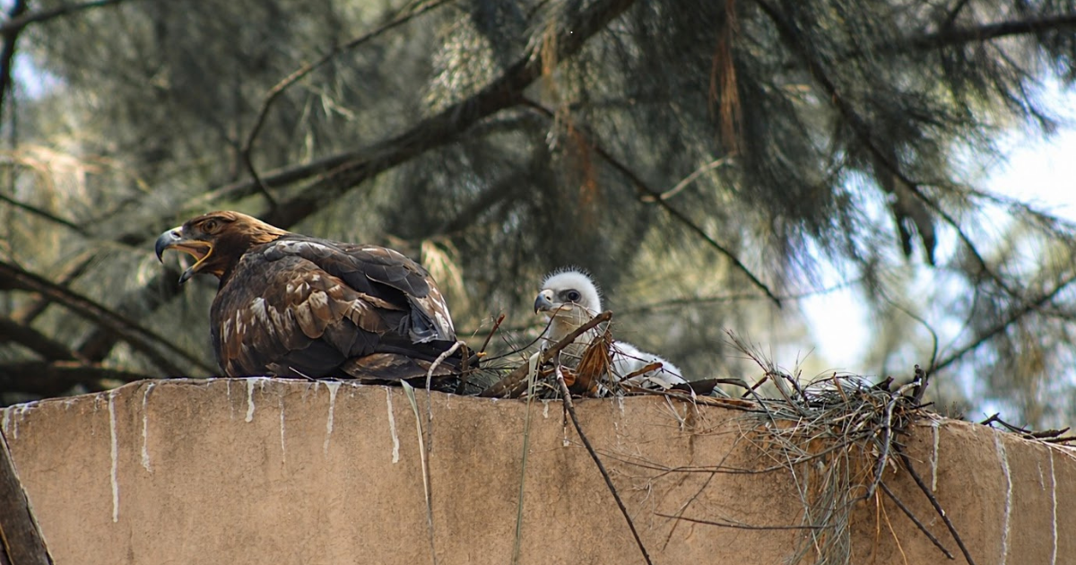 ZooLeón registra 29 nacimientos y fortalece la conservación de especies