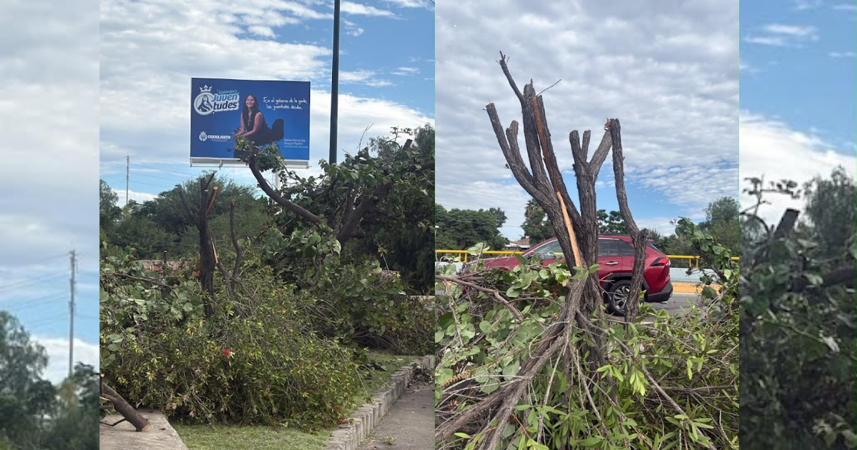 Investigan presunta poda ilegal de árboles en el Malecón del Río de León