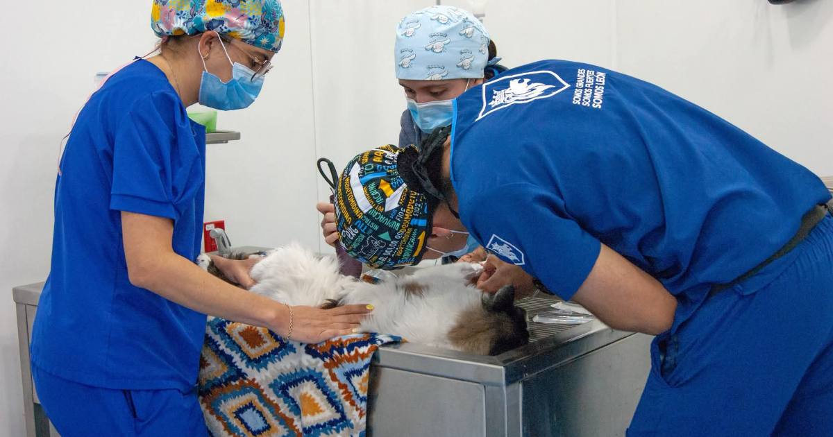 León supera las 200 mil acciones y se consolida como referente en bienestar animal