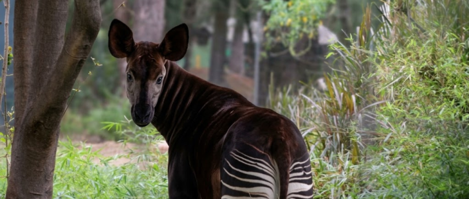 Día del Okapi en ZooLeón