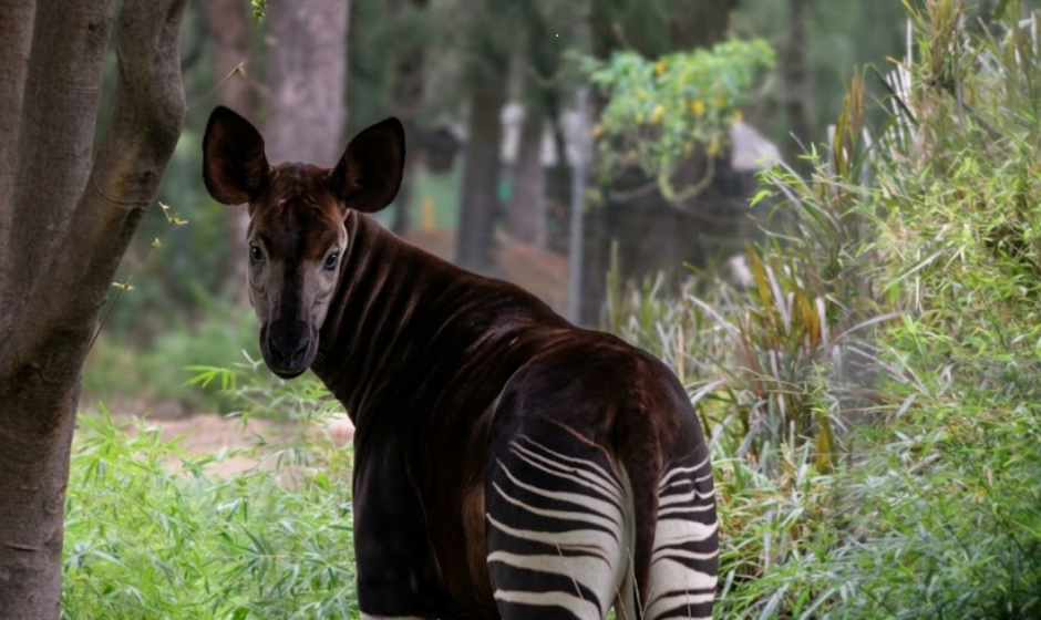 Día del Okapi en ZooLeón