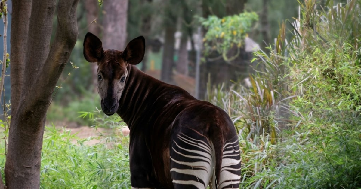 ZooLeón celebra el Día del Okapi con una actividad especial para Armando