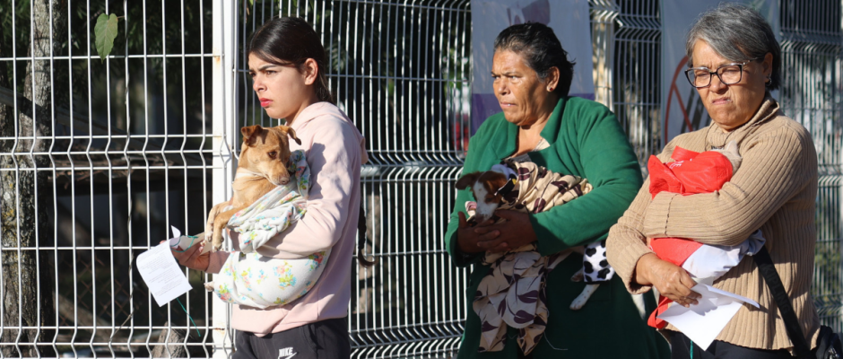 esterilización de mascotas