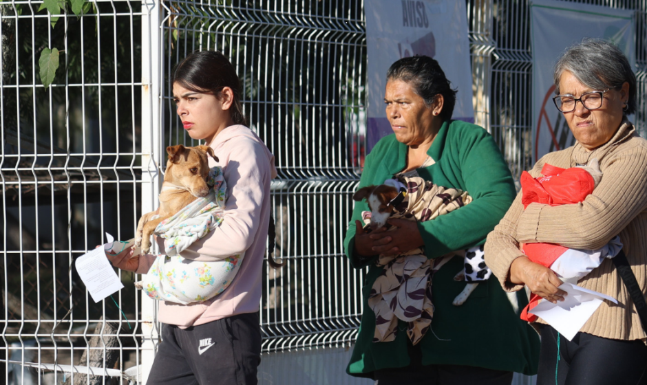 esterilización de mascotas