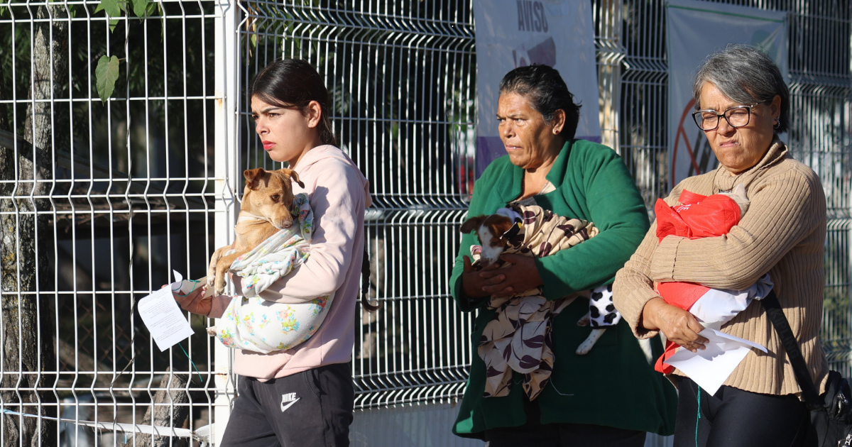 Esterilizan a 235 perros y gatos en Purísima del Rincón durante jornada gratuita